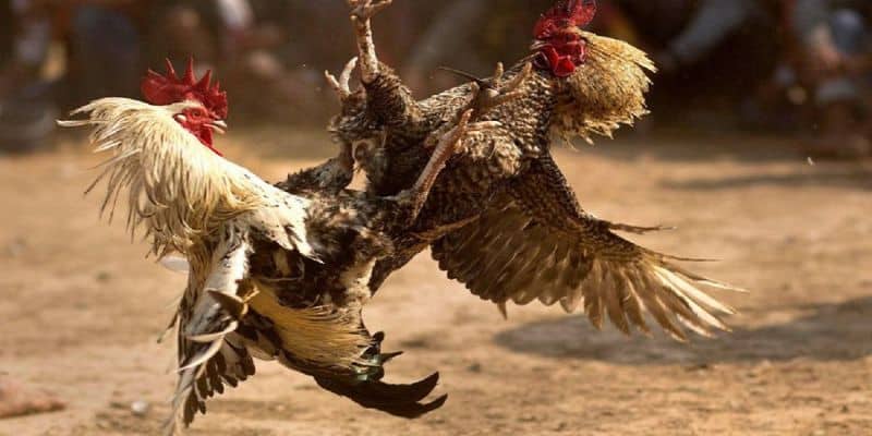 Kỹ thuật cược đá gà dễ thắng